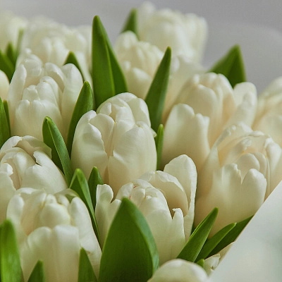 Букет белых тюльпанов